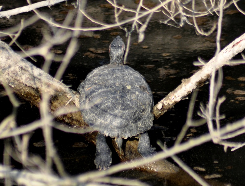 Trachemys scripta elegans